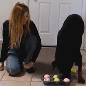 dog-training-modules