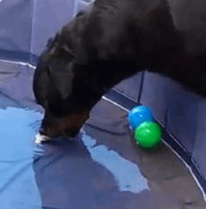 brain-training-for-dog-module