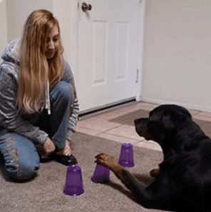 brain-training-for-dog-module