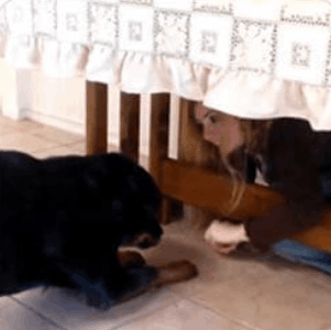 brain-training-for-dog-module